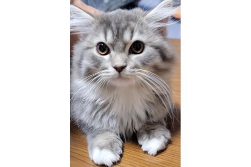 成約済の埼玉県のサイベリアン-19125の3枚目